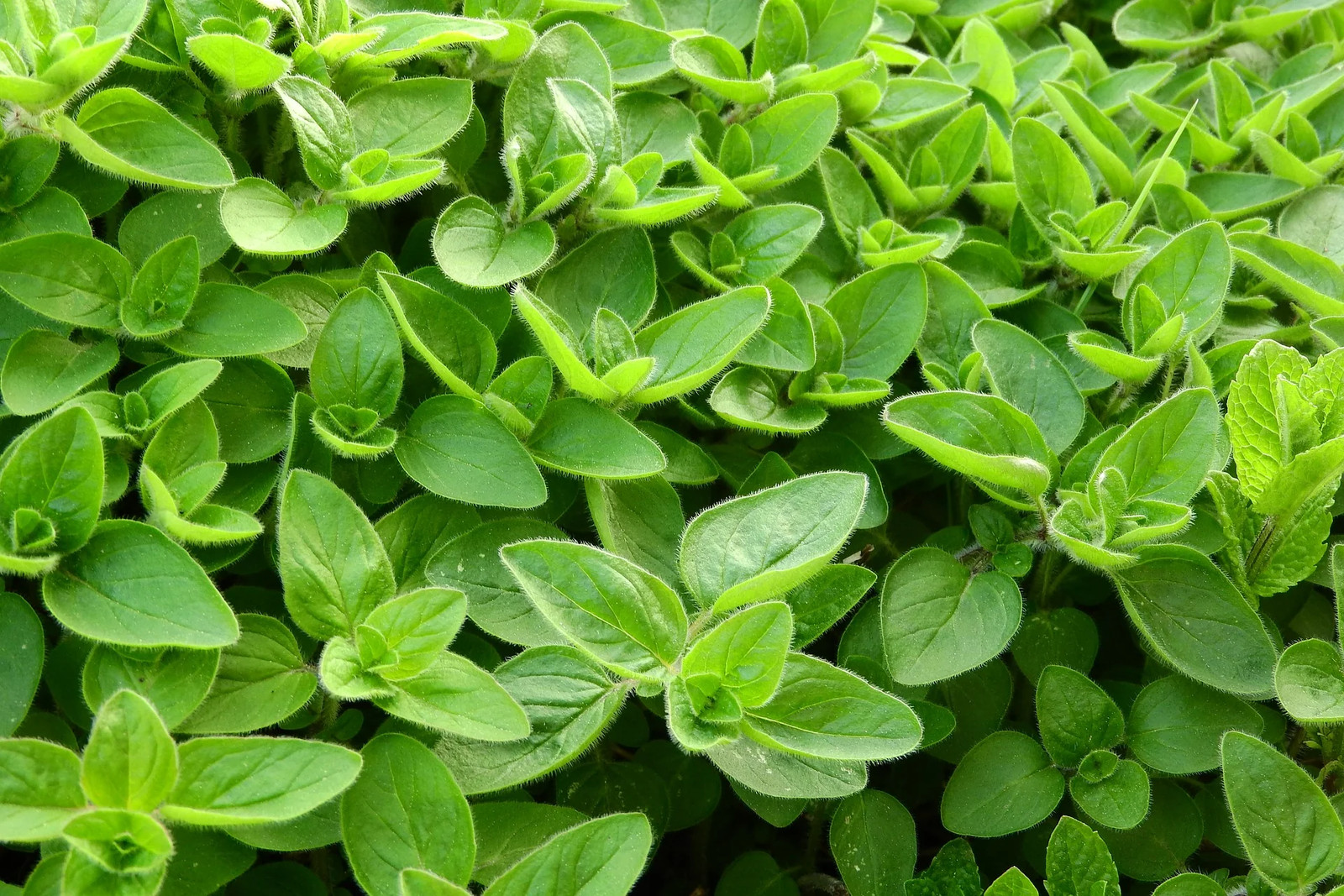 Sweet Marjoram Seeds | Vegetable Herb Garden Plant Leaf Oregano Thyme Seed 2024
