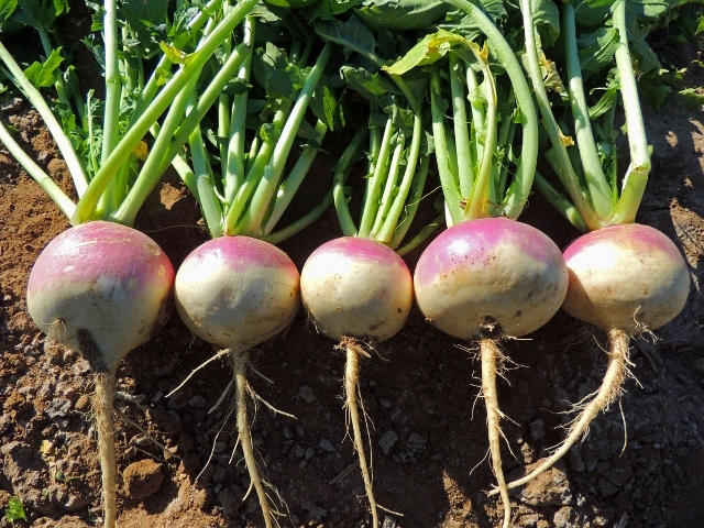 Turnip Seed: Purple Top White Globe Turnip Seeds Fresh Seed FREE SHIPPING