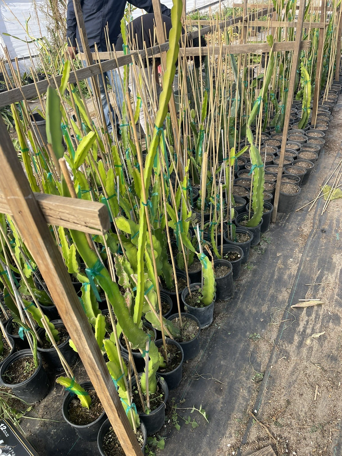 Mature “DIEGO’S DK SEEDLING” Dragon Fruit Cuttings