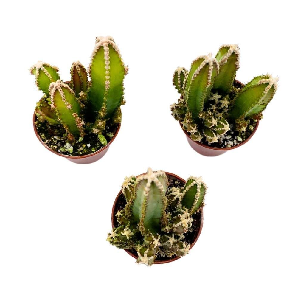 Fairy Castle Cactus, 2 inch Set of 3, Acanthocereus tetragonus Tiny Mini Pixie P