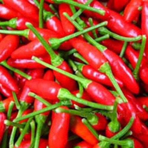 30+Organic Small Red Chili Hot Pepper Seeds Thai Chili Hot Pepper Heirloom USA