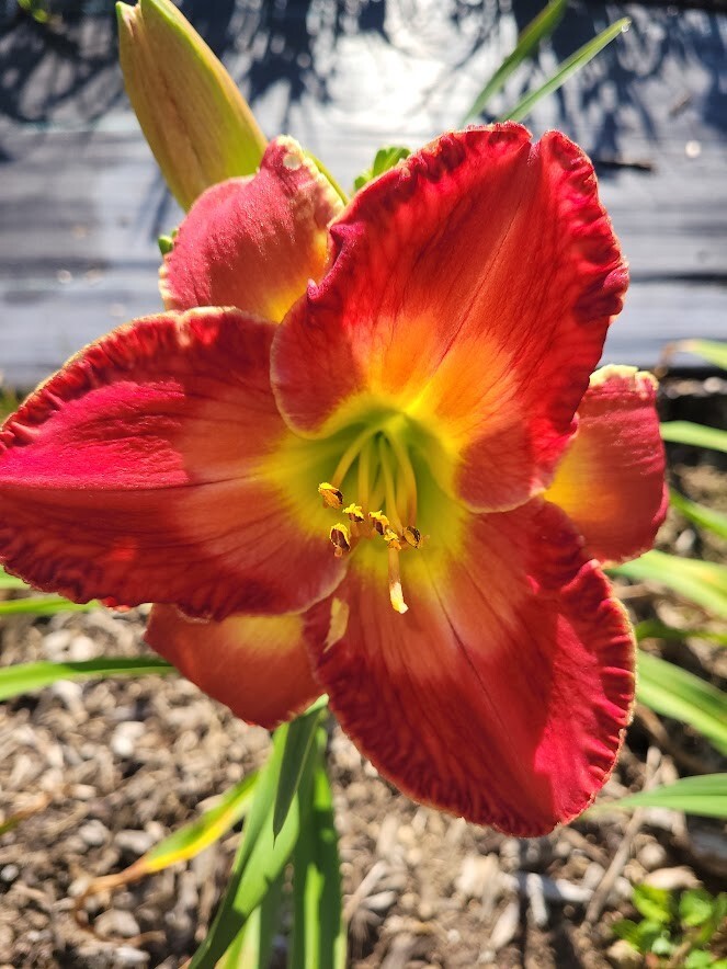 Daylily Seed Hemerocallis Hybrids 50 Mixed Lot Seeds