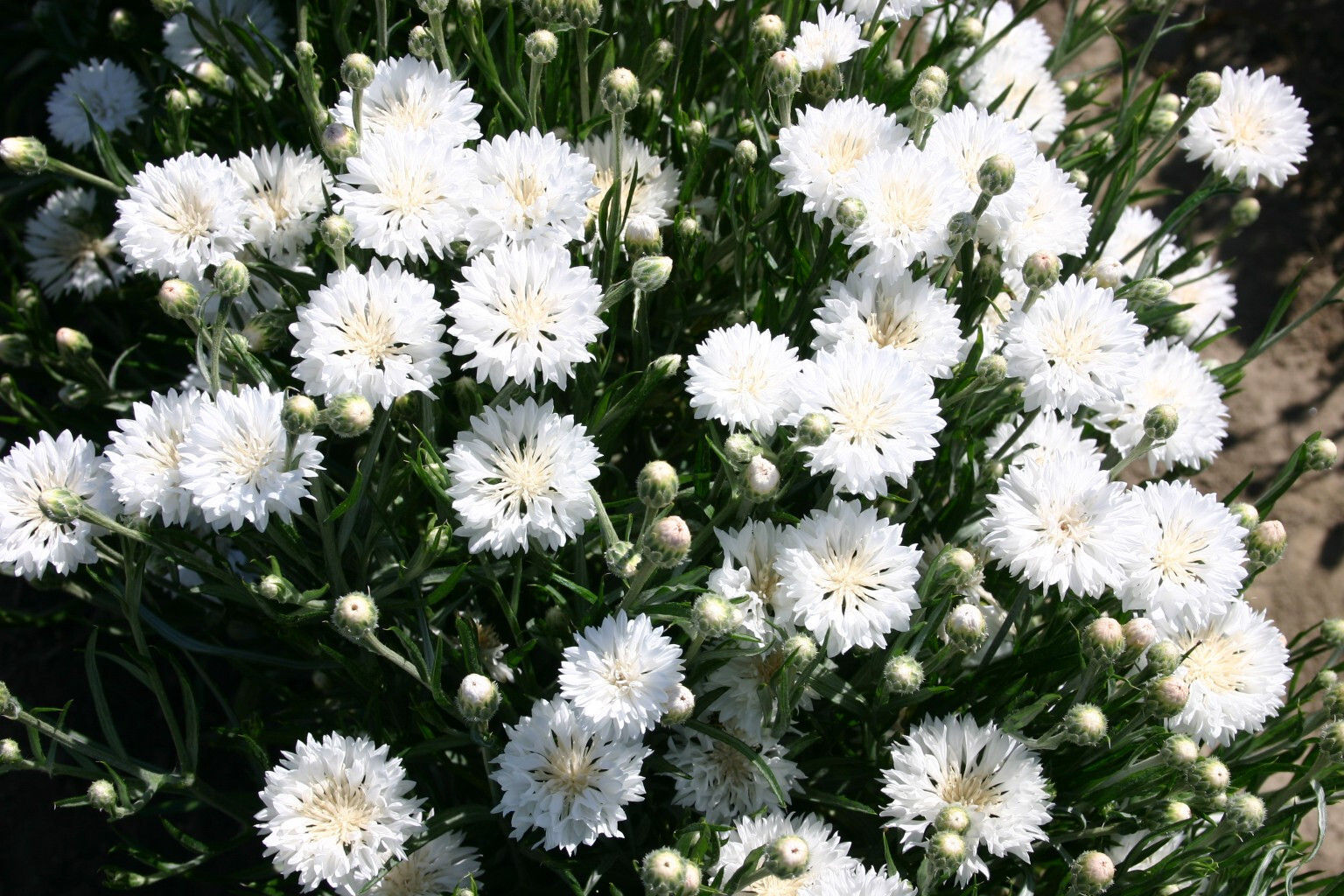 250+ TALL WHITE BACHELOR BUTTON SEEDS CORNFLOWER FRESH FOR YOUR FLOWER GARDENS