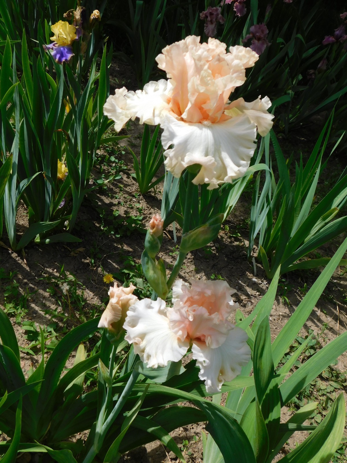 Tall Bearded Iris MAGICAL LOT A Freshly Dug