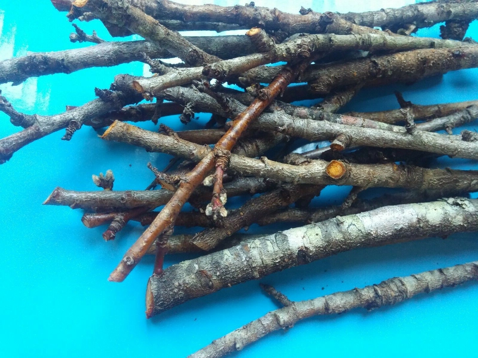 100% Organic Dogwood Wood Chew Sticks Twigs – Pets Rabbit Hamster Guinea Pig Toy