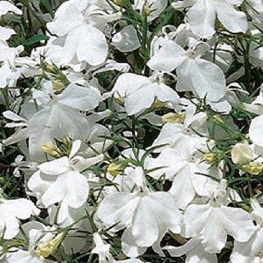 Lobelia Seeds Riviera White Multi Pelleted Seeds 50 Seeds