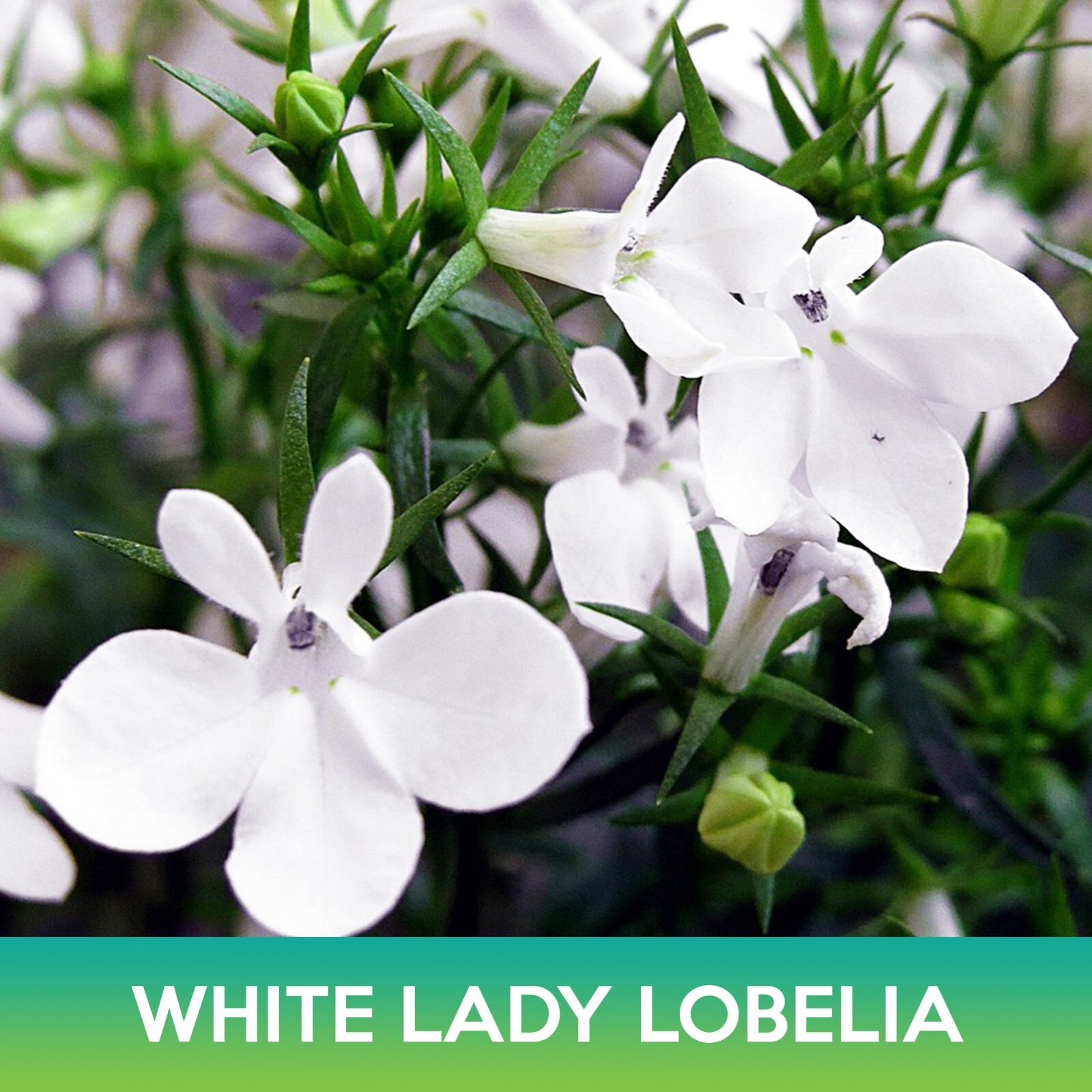 White Lady Lobelia Seeds, Lobelia Erinus