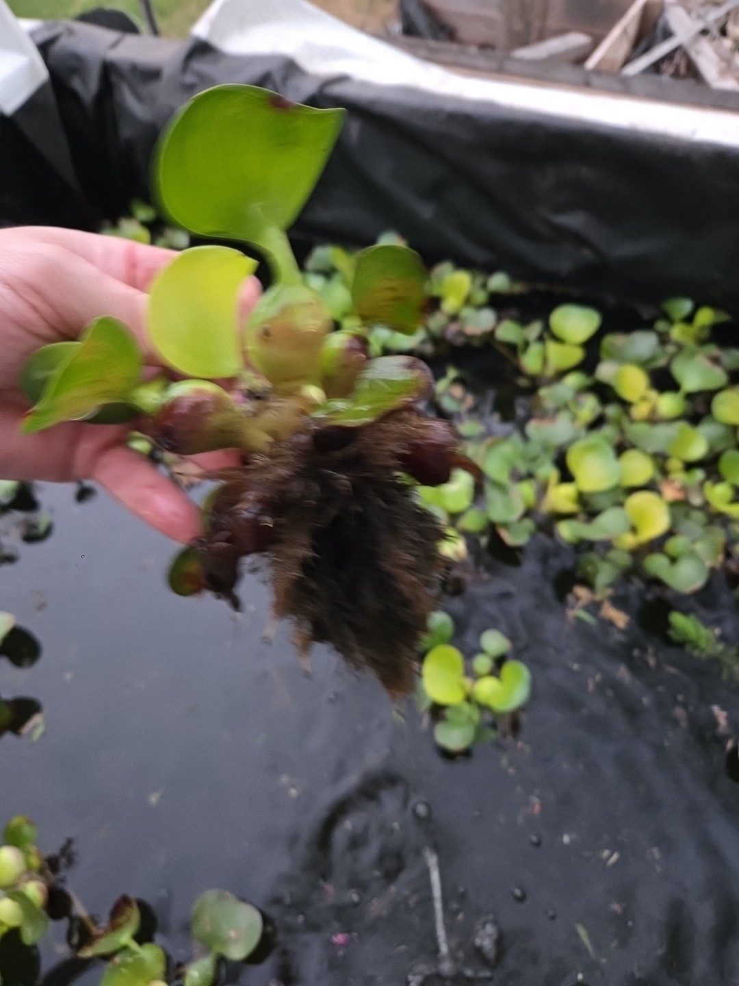 300 Plants Water hyacinth UPS 3DAY