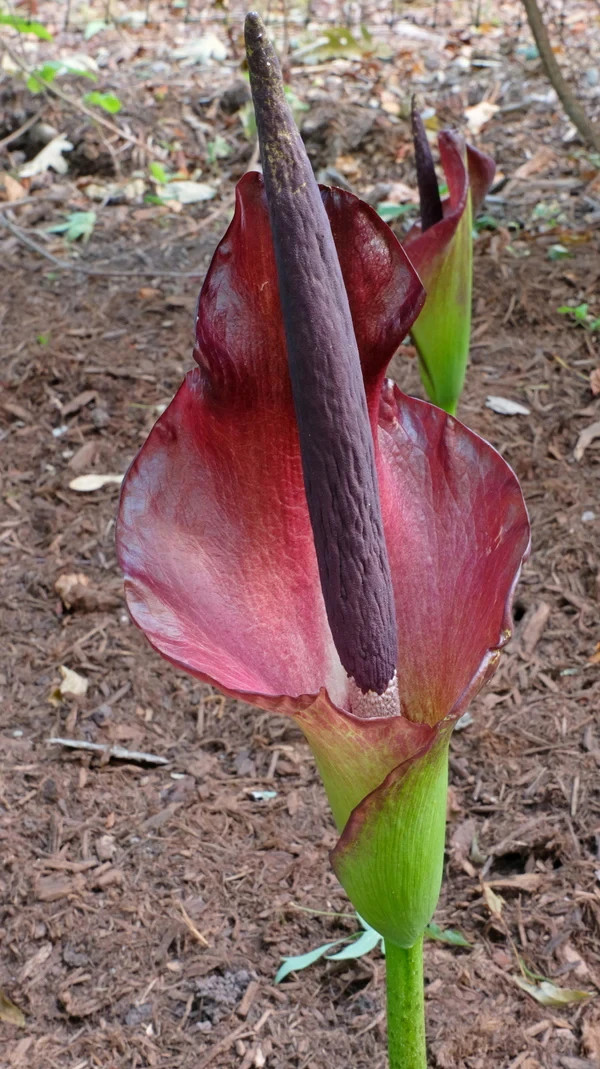 Amorphophallus x konbus ‘Green’ Voodoo Lily Corpse Flower Arum Bulbs Tubers Corm