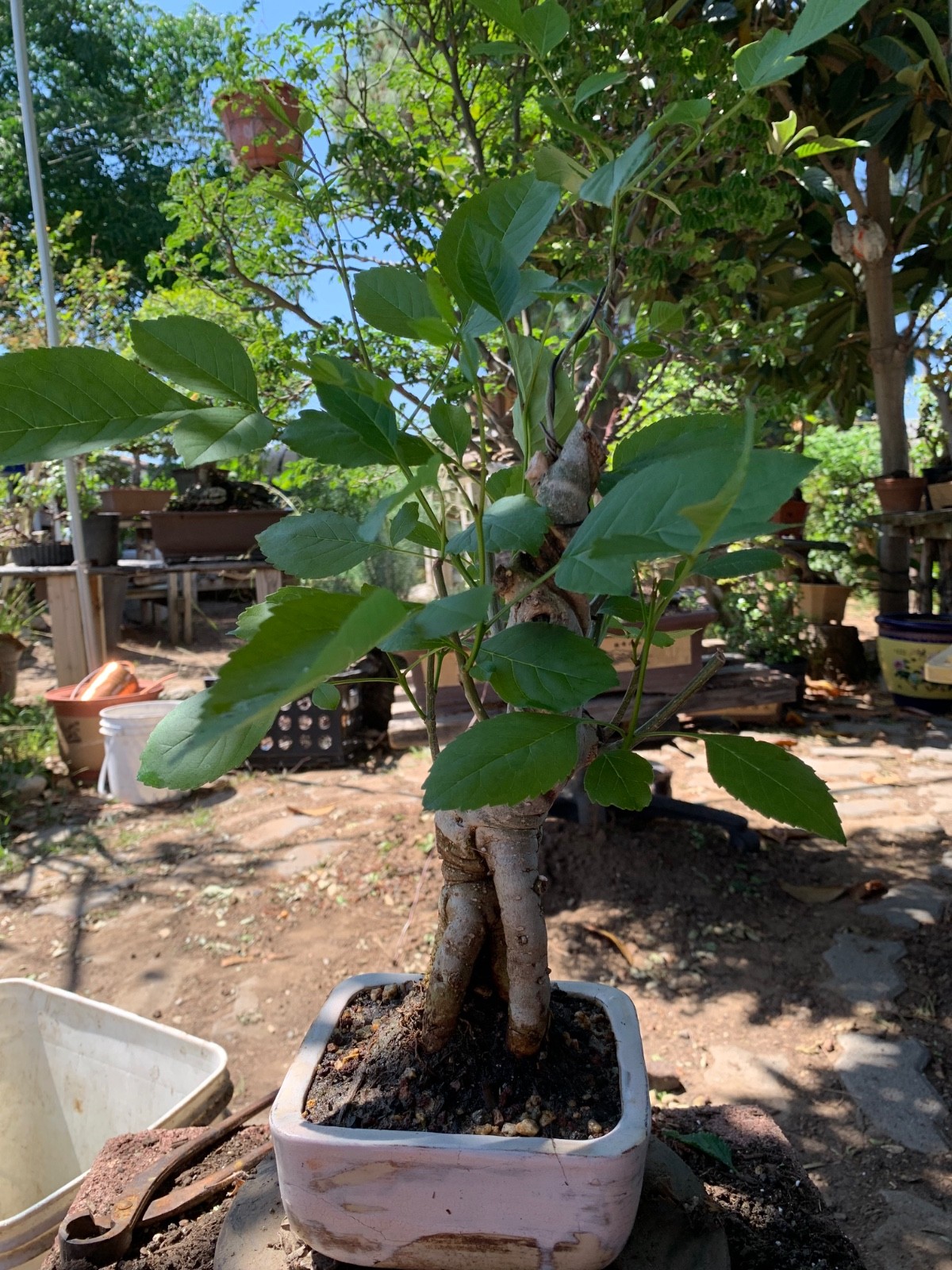 This is 14 yrs old Fraxinus velutina, the velvet ash, Arizona ash or Modesto ash