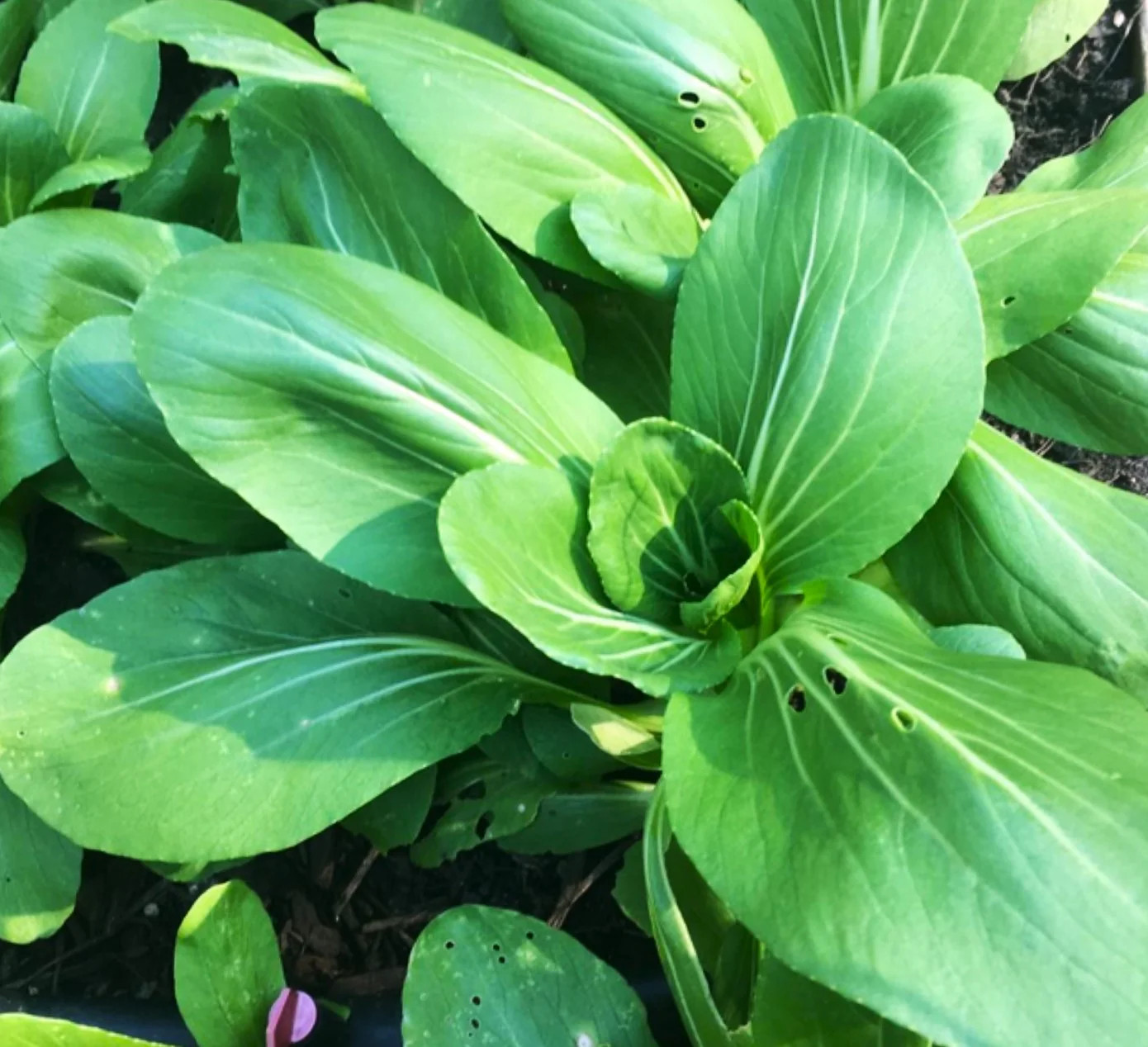 Wa Wa Qing F1 Bok Choy Seeds | Hybrid Shanghai Pak Choi Seed 2024 Fast Shipping