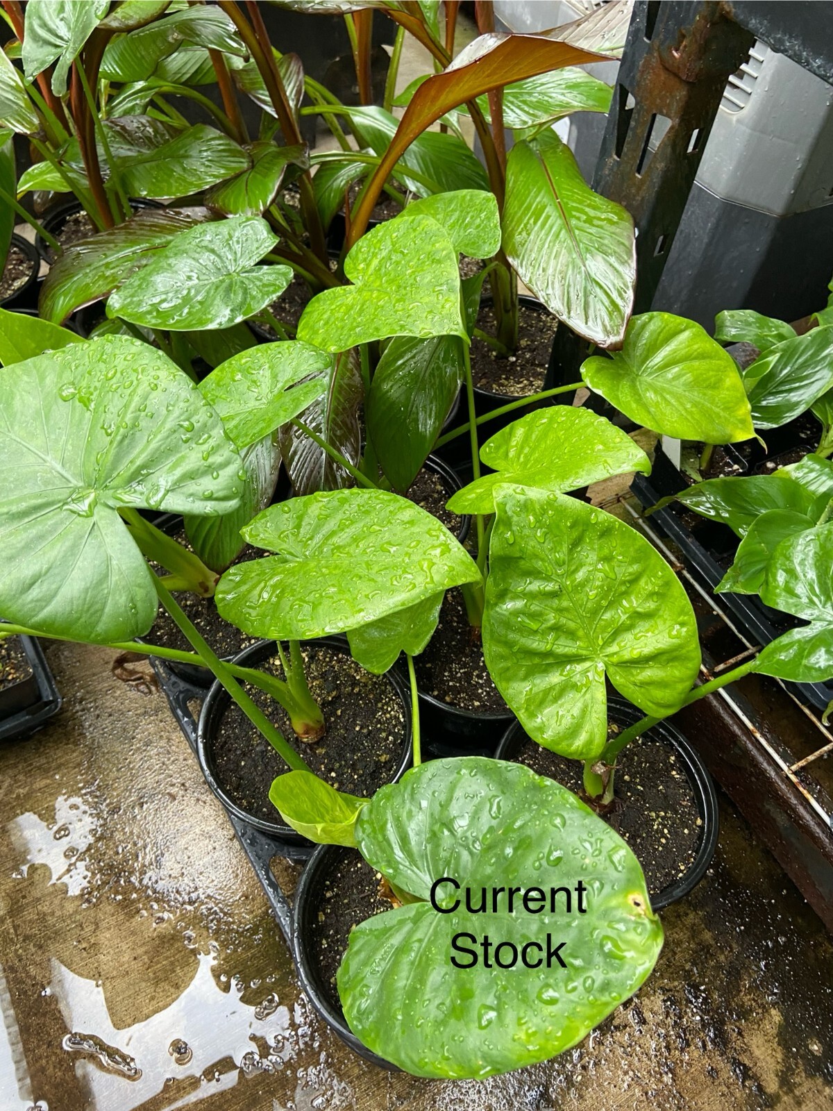Alocasia – Calidora – 24″ tall