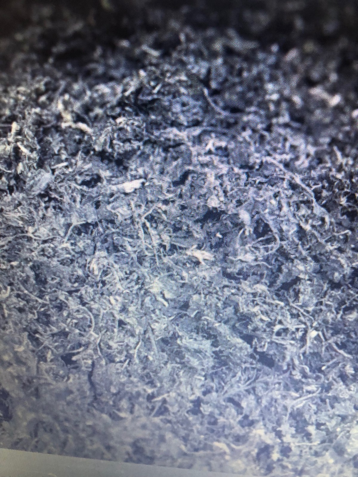 BITTER LEAF-WASHED,SMASHED AND DRY. 8 oz for $99.99