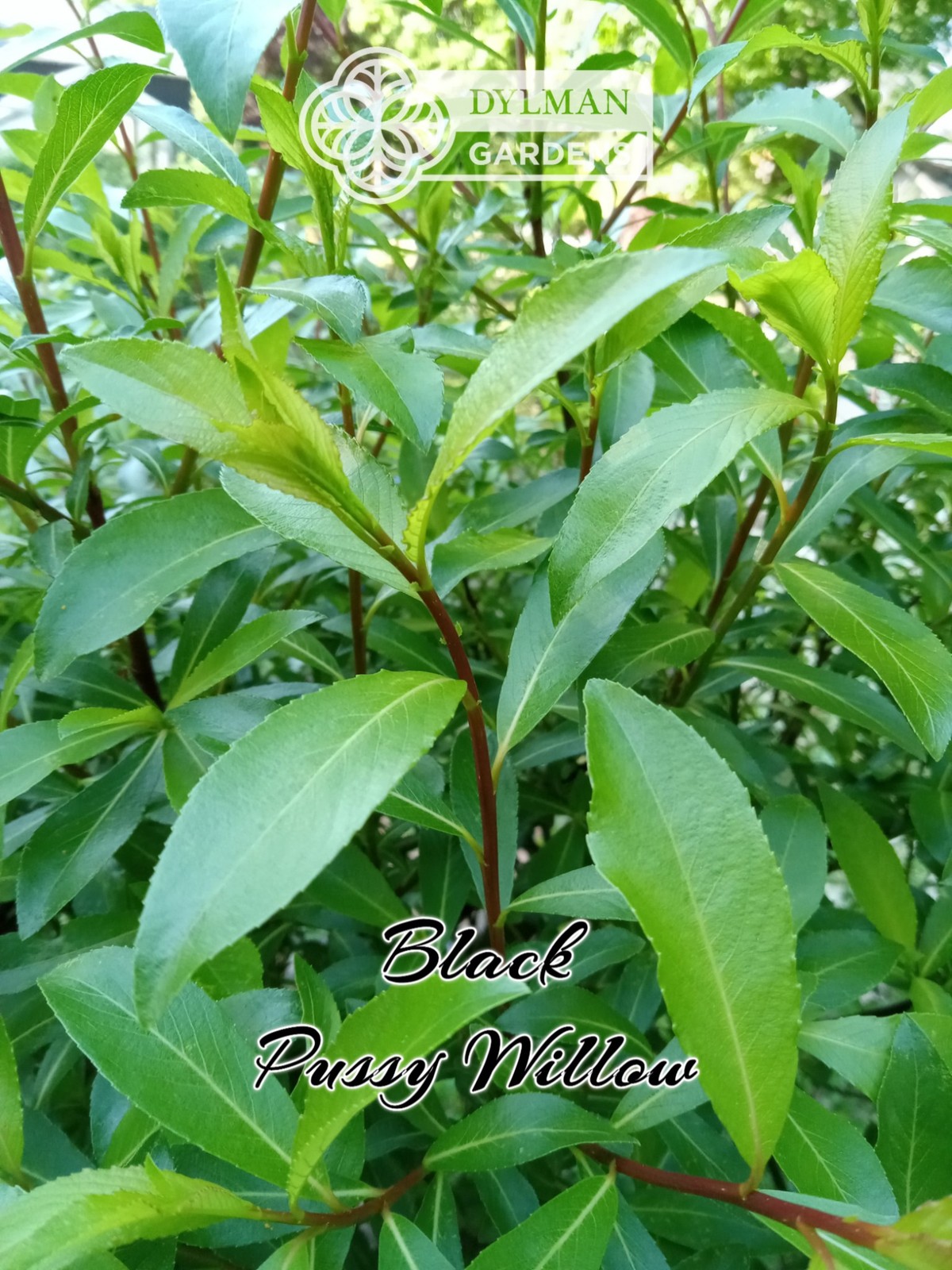Black Pussy Willow (Salix gracilistyla ‘Melanostachys’) Rose-gold Multiple Sizes