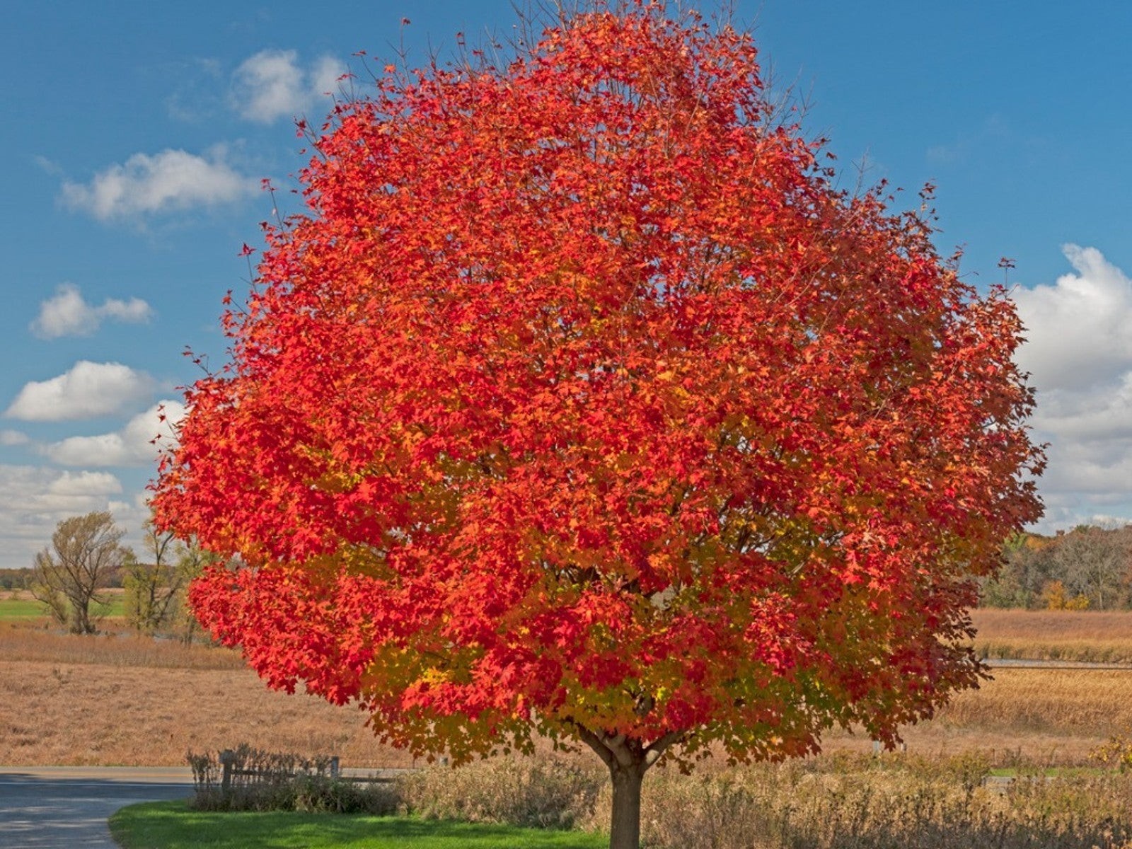 1 Red Maple Tree 12-24″ Acer rubrum Bare Root