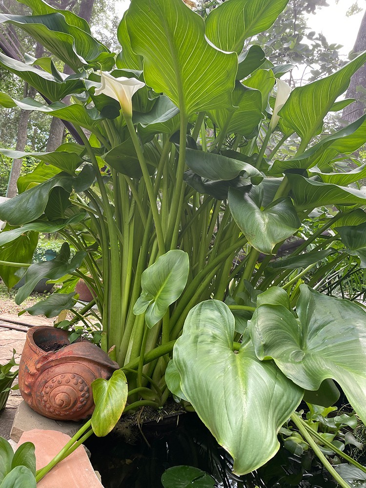 Beautiful Pond, Bog, Water Plant White Calla Lily Flowering Flowers 1 plant