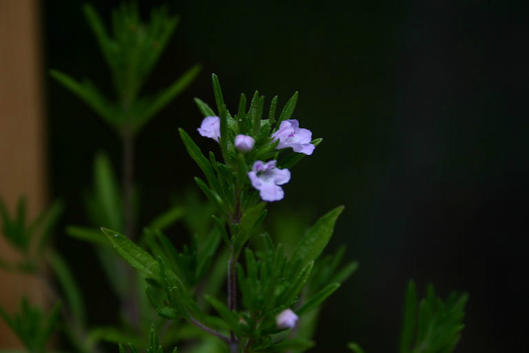 savory, SUMMER SAVORY HERB, 510 seeds! GroCo