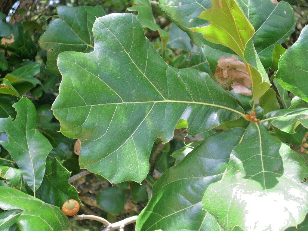 12 BLACKJACK OAK ACORNS – Quercus marilandica marilandica