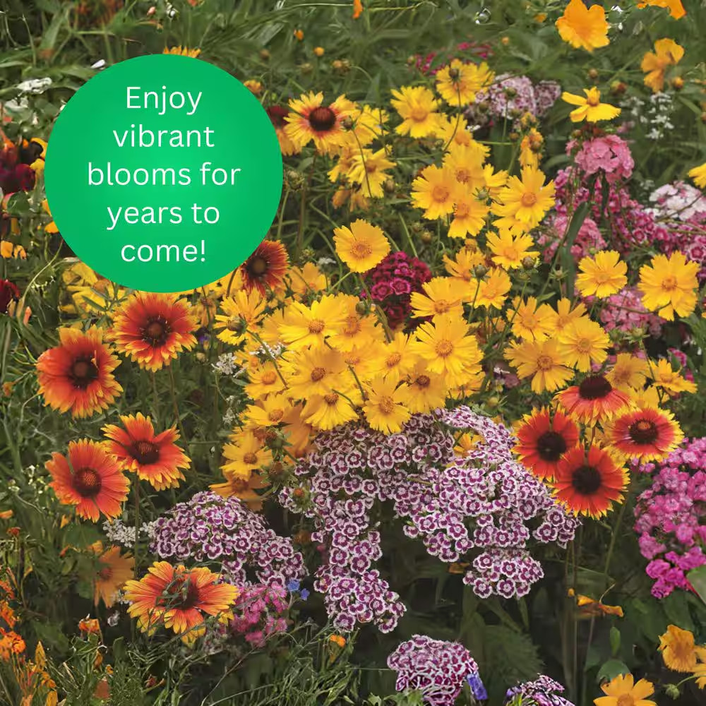 2 lbs. Perennial All-In-One Wild Flower Mix with Seed, Plant Food and Soil Condi