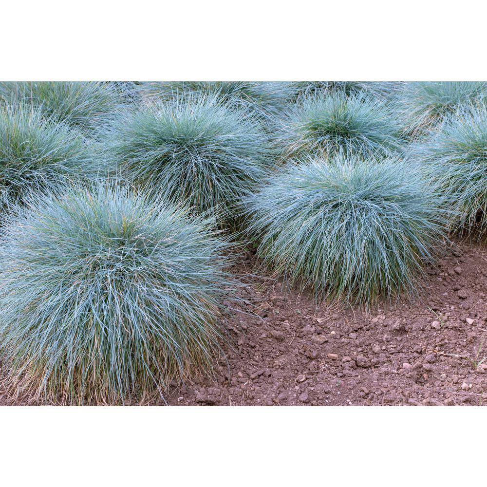 1 Gal. Elijah Blue Fescue Grass (Festuca Glauca) Live Full Sun Perennial Ornamen