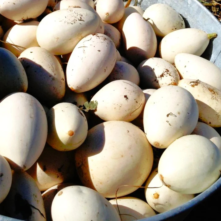 Ozark Nest Egg Ornamental Gourd Seeds – For 2025 Planting Dragon Eggs Cucumber