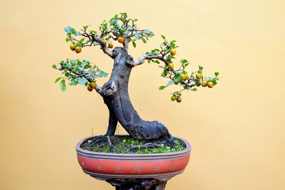 10 Persimmon Bonsai Tree Seeds Made in USA Ships from Iowa