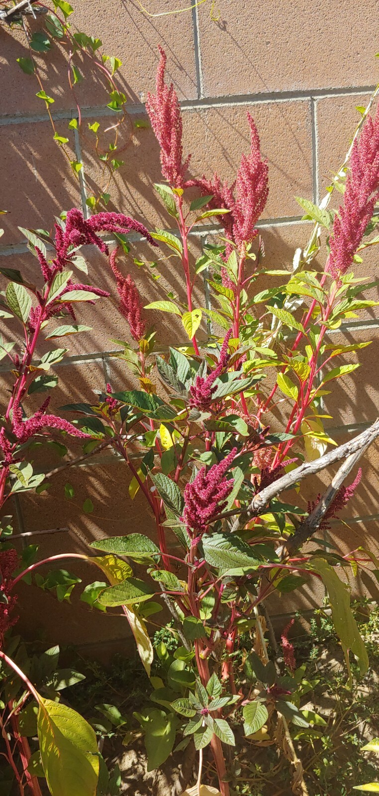USA 2000+ Amaranth Seeds Red Stripe Leaf