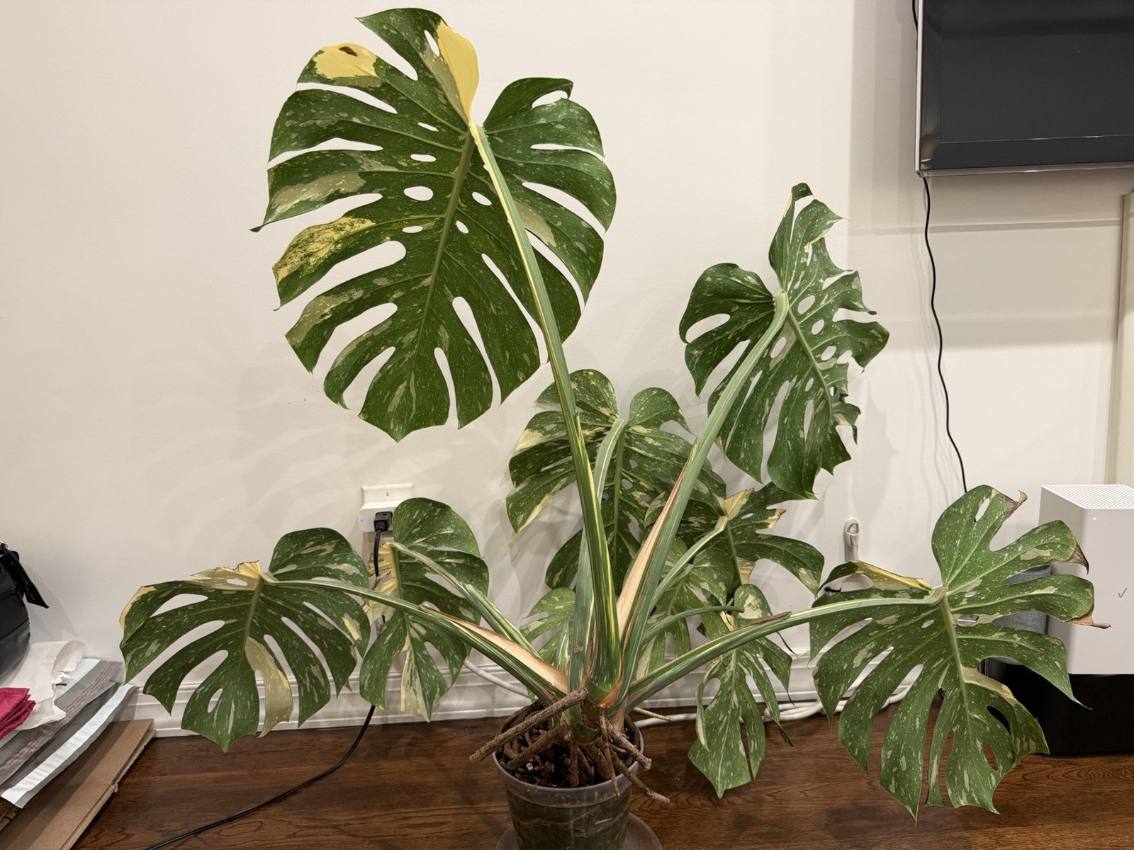 Large Monstera Thai Constellation 46”+ Plant NYC local pickup EXACT PLANT