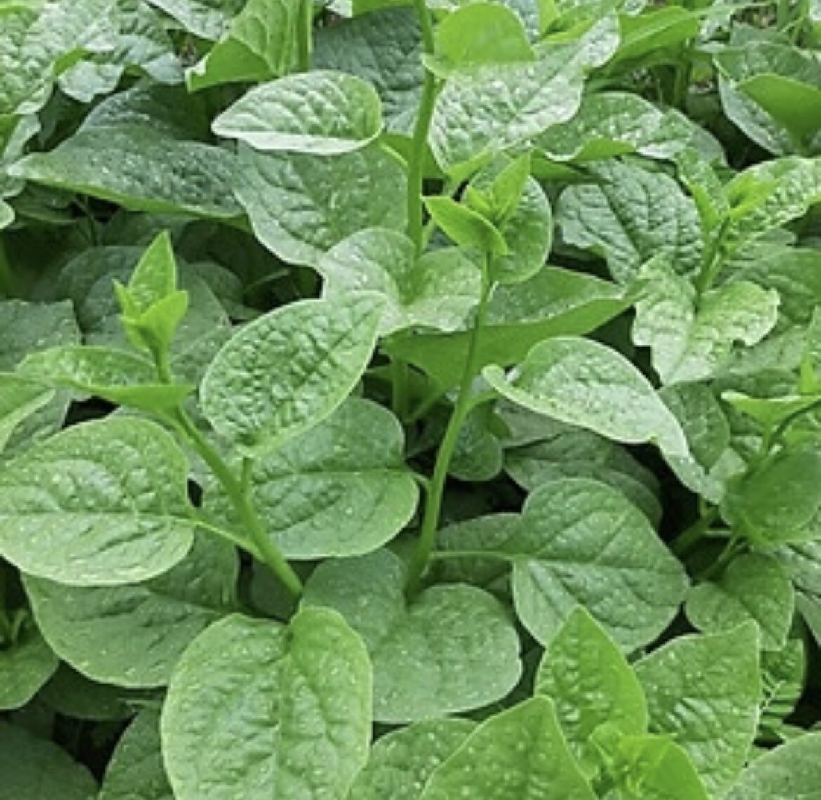Malabar Spinach, Basella Alba – Thick Leaves – 50 Seeds 2024 – USA