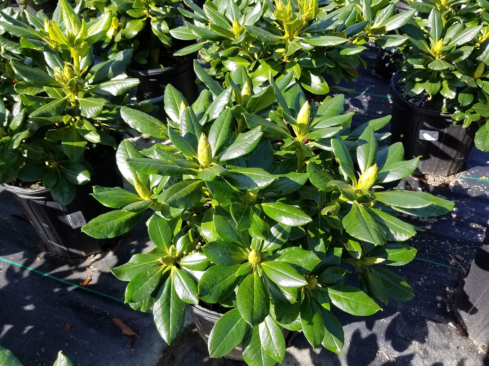Green Promise Farms Rhododendron Yak. Miyama Gold Prinz Rhododendron Evergreen