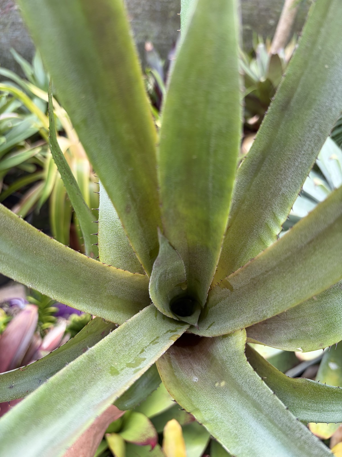 Bromeliad Sale! Hohenbergia ‘Bloody Saber’ (P. Finlayson)