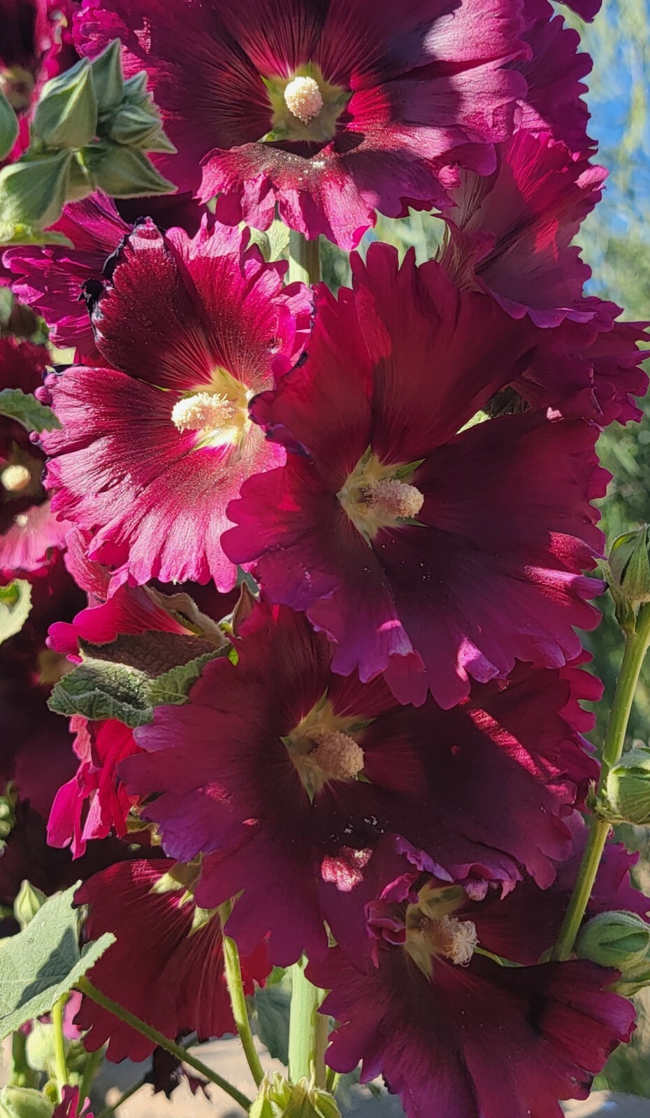100 HOLLYHOCK  Flower Seeds Tall Beautiful Wildflowers Mystery Mixture Colors