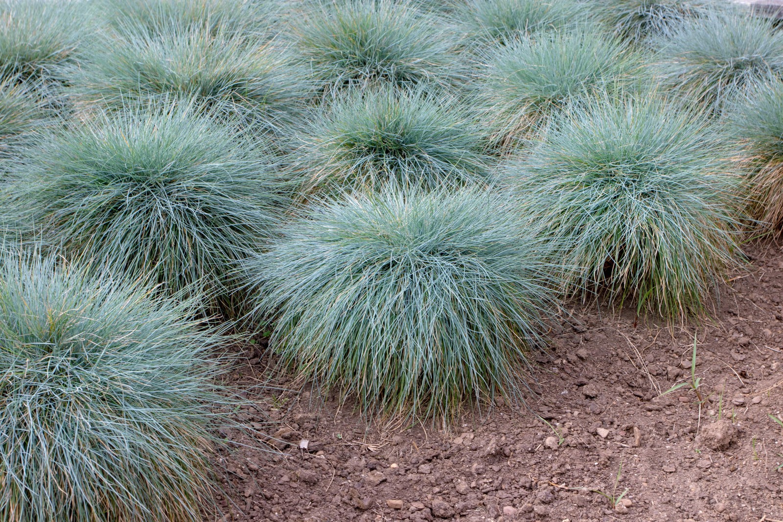 100 BLUE Sheeps FESCUE GRASS Fesnea Ovina Glauca Cinerea Seeds