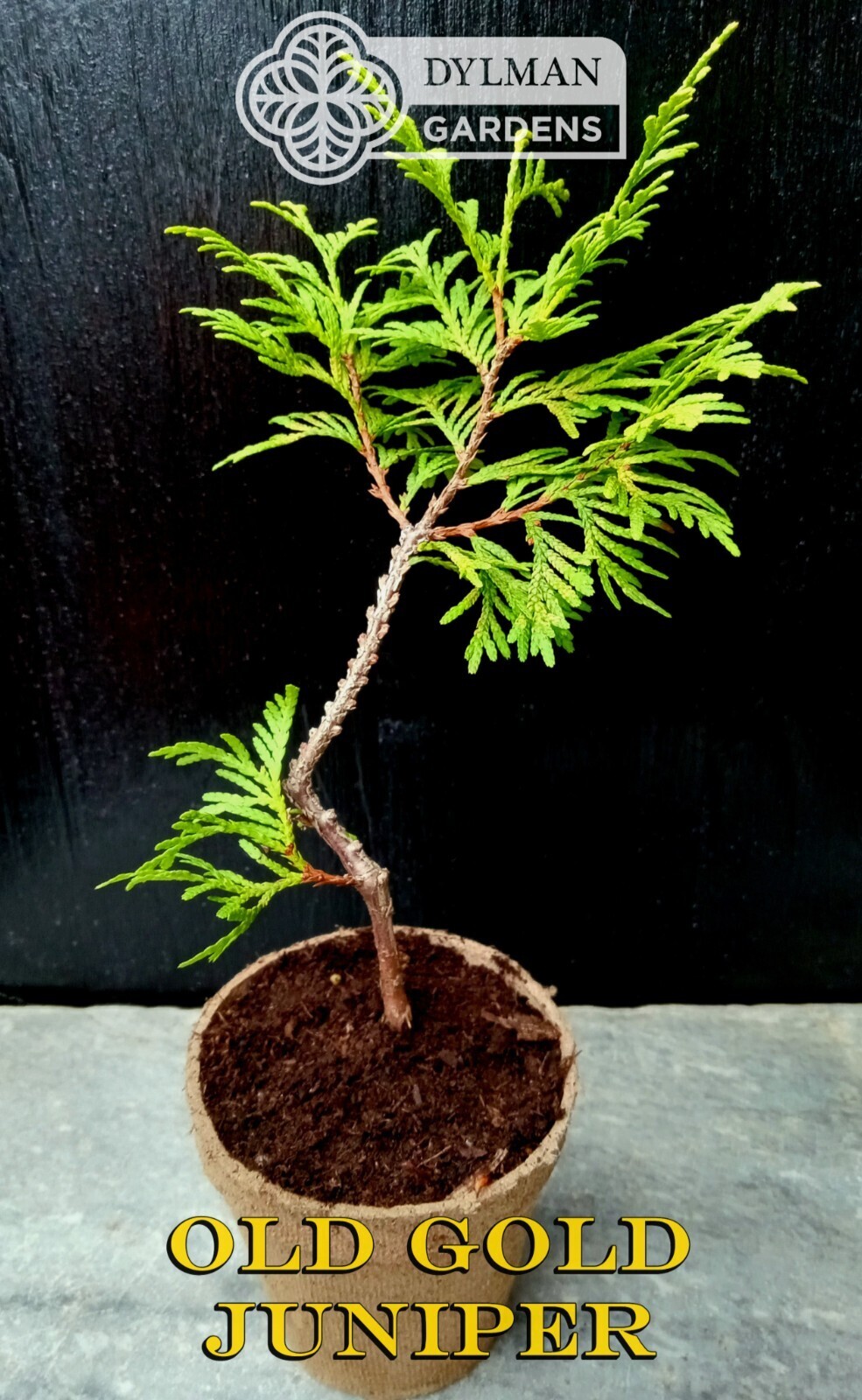 Old Gold Juniper – Juniperus chinensis ‘Old Gold’ – Live Plant – 6 to 8 inches
