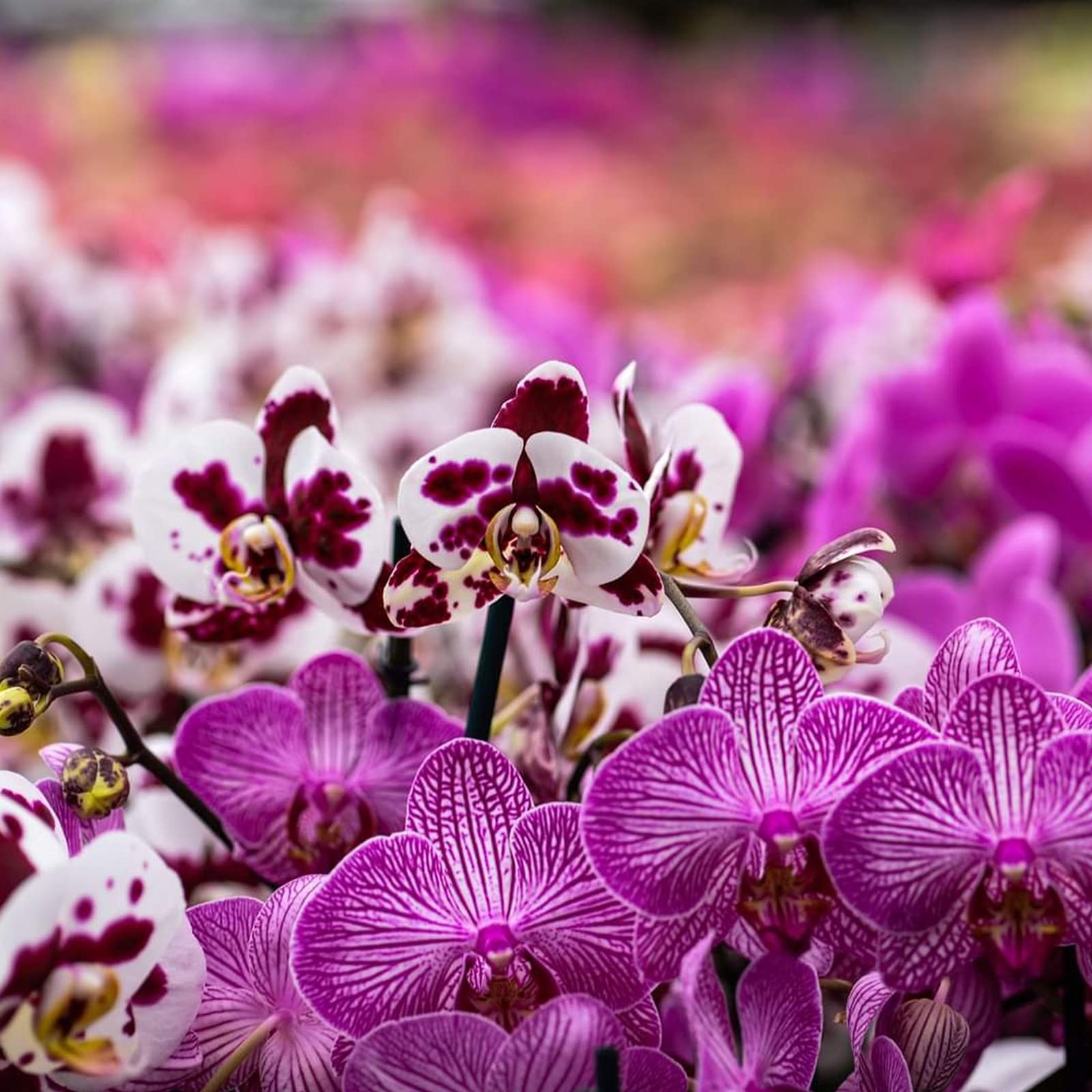 Orchid Potting Mix Bark, Pine Bark and Perlite, Good 2 quart