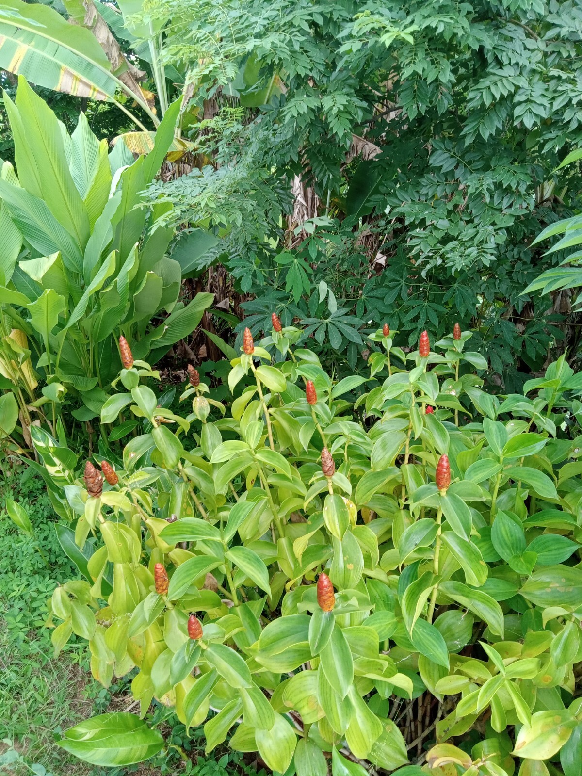 2x Red Button Ginger, Costus Woodsonii. Tropical easy to grow shade loving plant