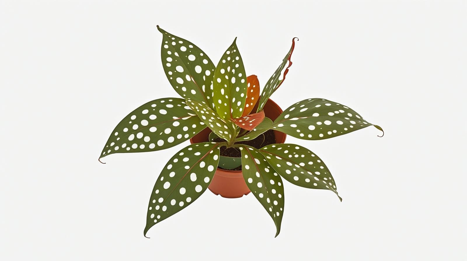 Begonia Maculata Angel Wing Rooted Starter Plant – Buy 2 Get 1 Free