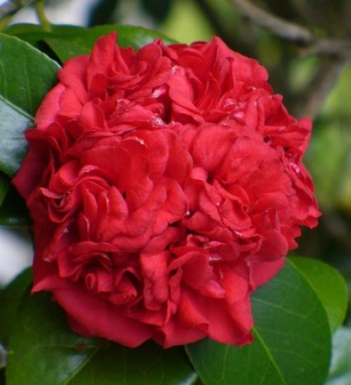 **PROFESSOR SARGENT**Camellia Japonica-Live STARTER Plant–FULL RUBY RED BLOOMS!