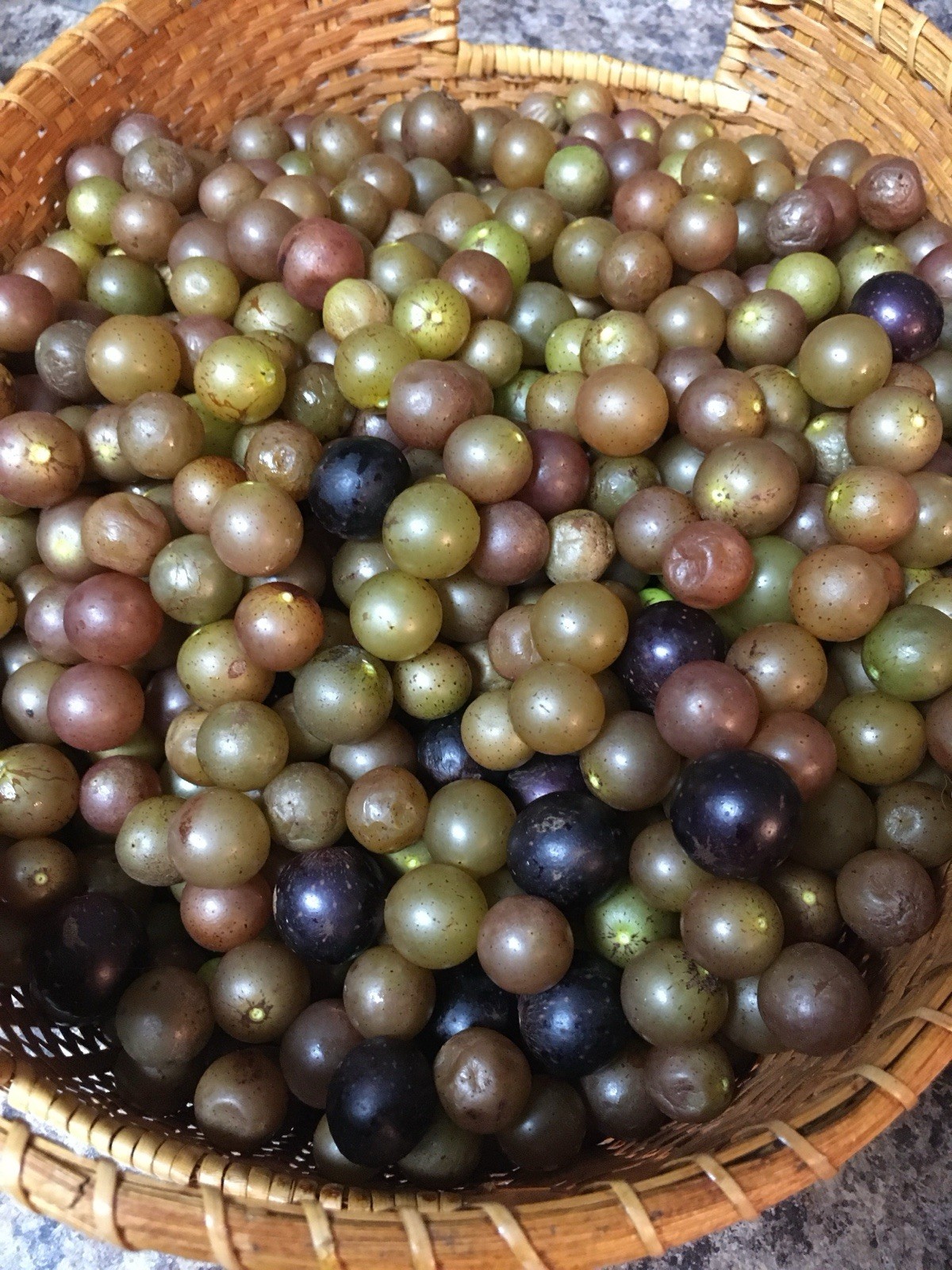 Muscadine Grape Plant Southern Carlos Bronze & Purple Mixed Sapling Vine 6”-8”
