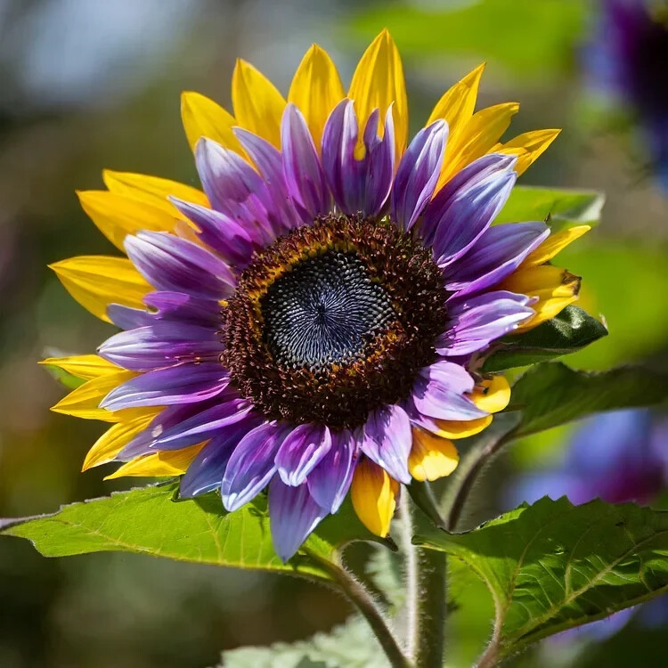 50pcs Rare Purple Heart Sunflower Seeds – Unique Blooms for a Stunning Garden