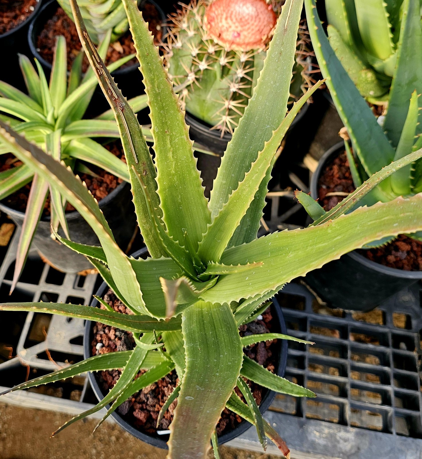 Rare 1g Aloe Mandotoensis – Madagascar Top Shelf Seed Grown