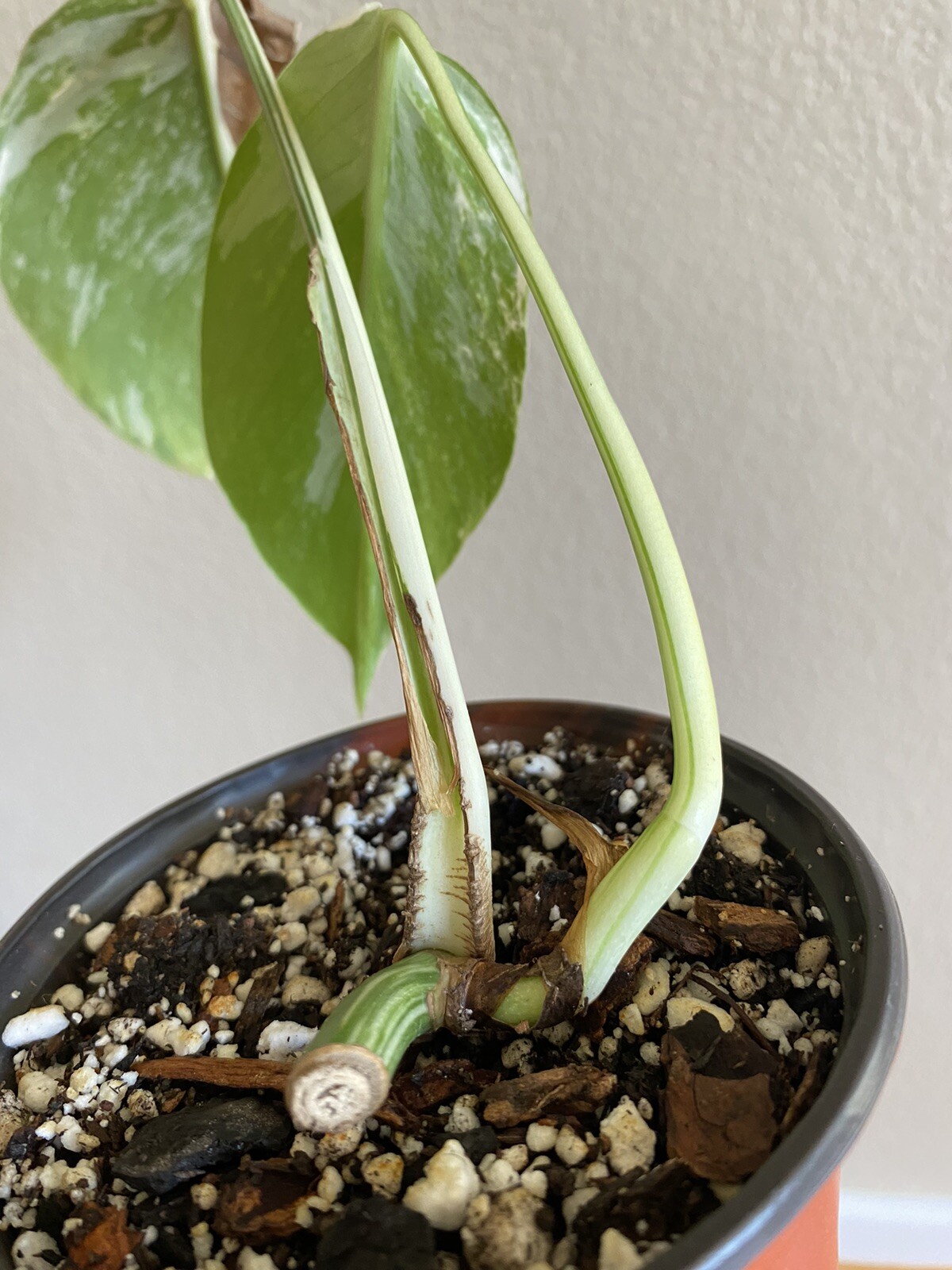 Variegated Monstera Albo Borsigiana – See Description – Available: A, B, D, E