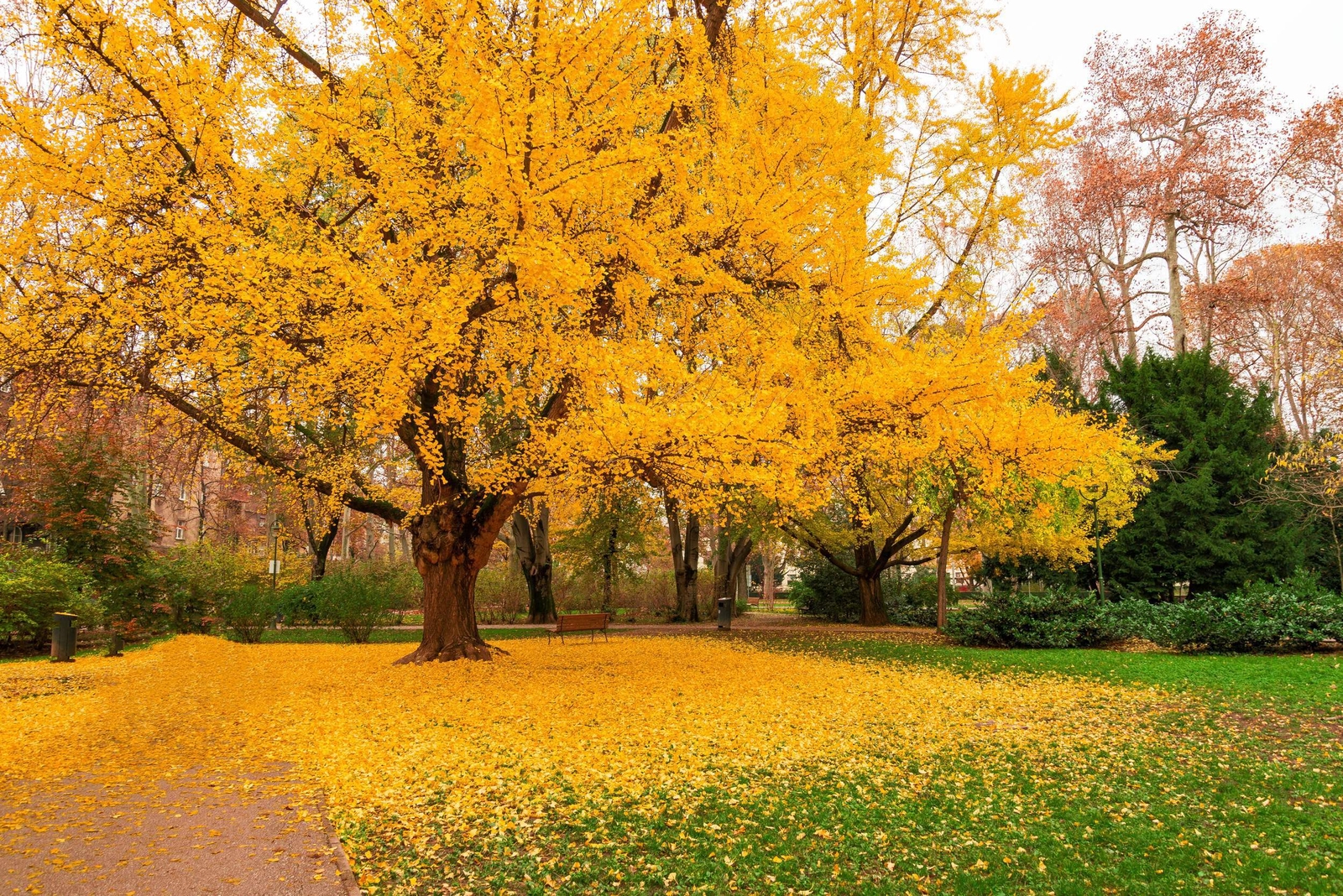 10 GINKGO BILOBA Maidenhair Tree Yellow Fall Orange “Fruit” Herb Seeds