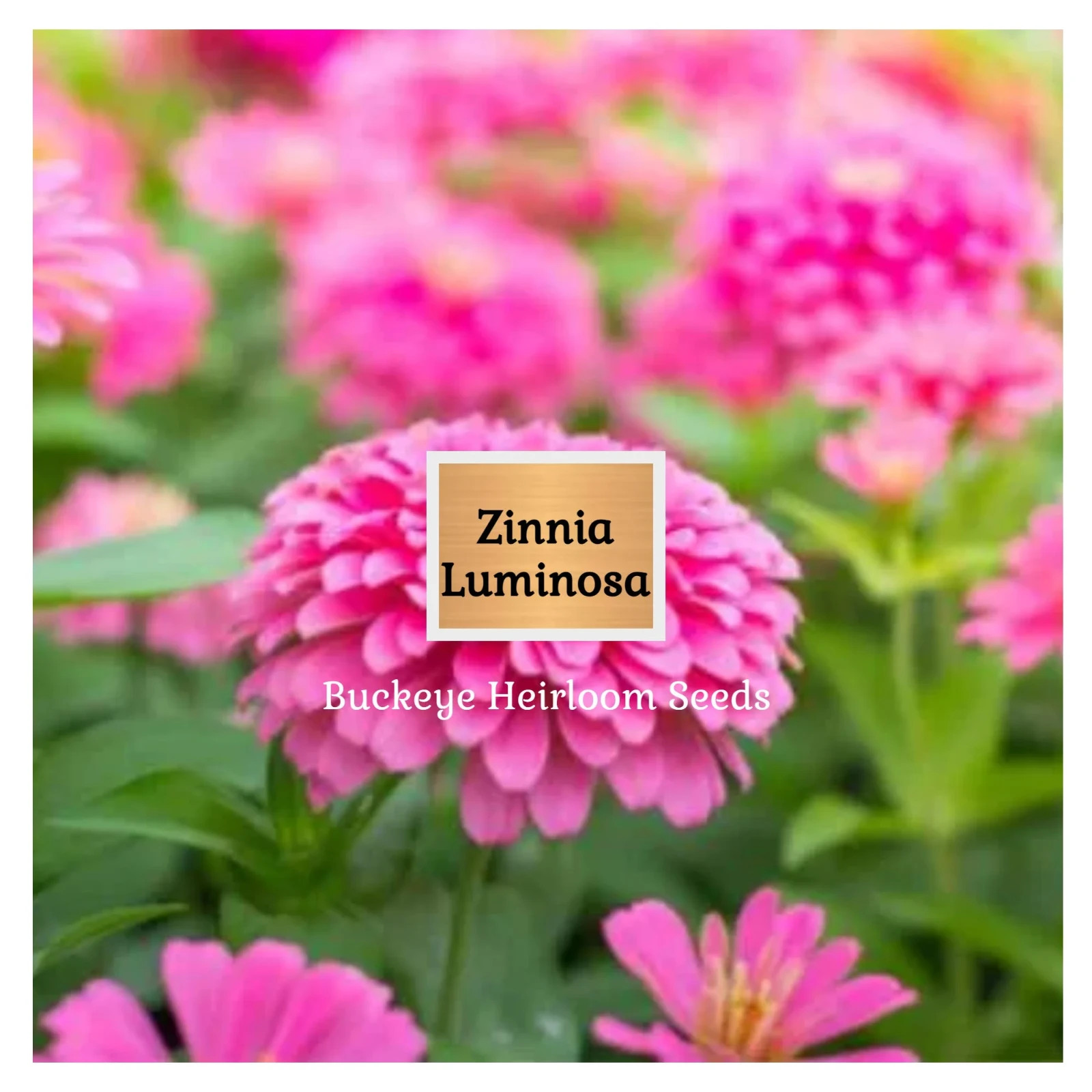 Zinnia | Luminosa | 100 Seeds | (Zinnia elegans) | Easy to Grow | Heirloom