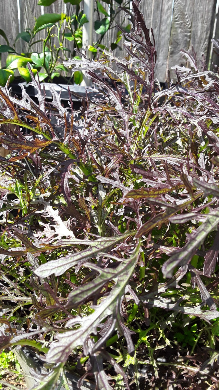 300 Seeds Red Leaf Mizuna Japanese mustard seeds.