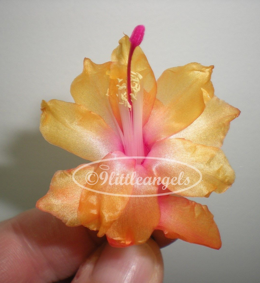 RARE ‘BRUXAS BRAZIL’ Christmas Cactus Thanksgiving Schlumbergera Zygo 3 Plants