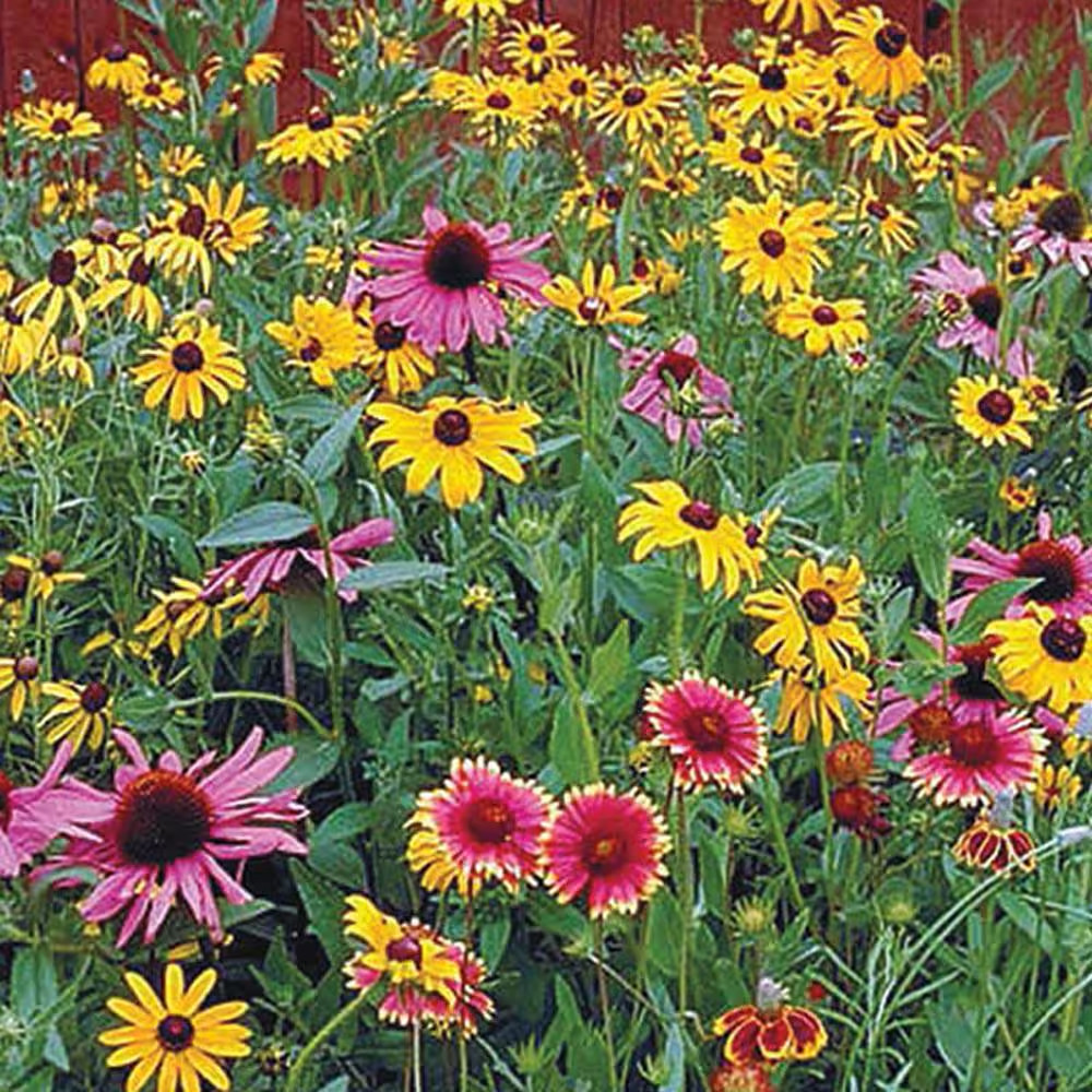 Perennial Native Wildflower Mix, Multipler Varieties with Many Colors (0.50 Oz.