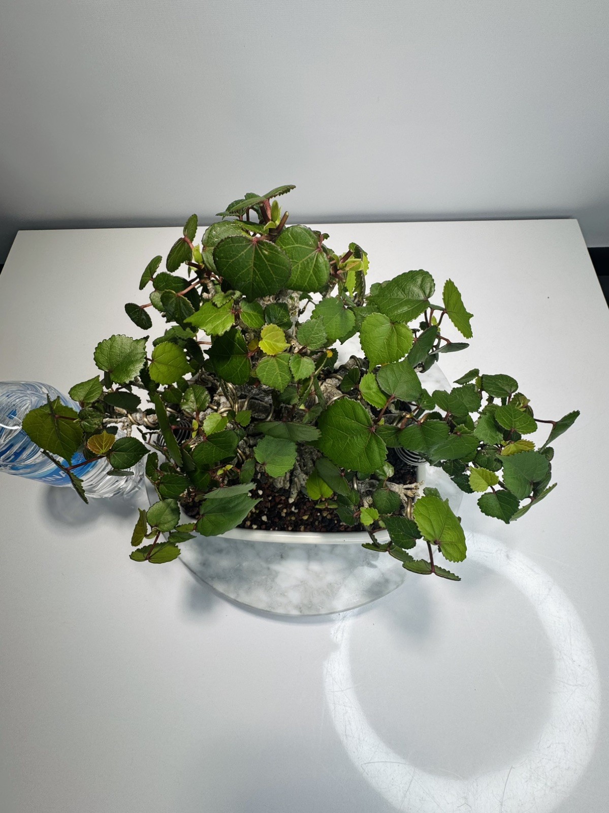 Red Stem Sea Hibiscus Bonsai (Waru)