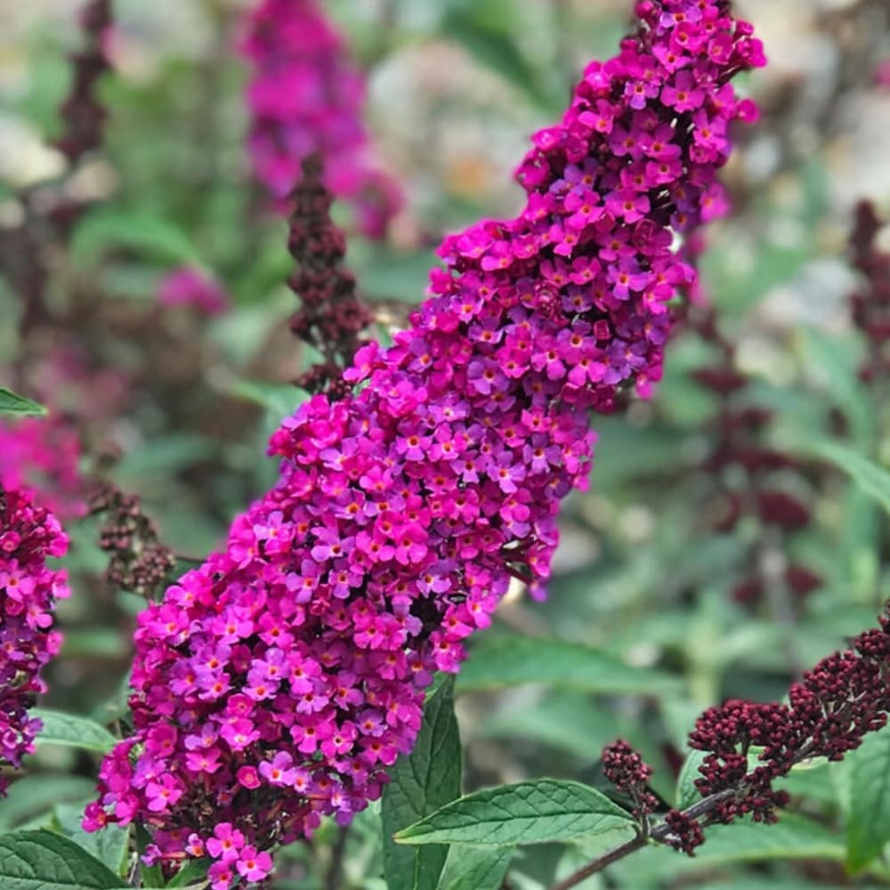Dark Pink Buddleia Butterfly Bush Live Plant 4-8″ Perennial Ready Grow