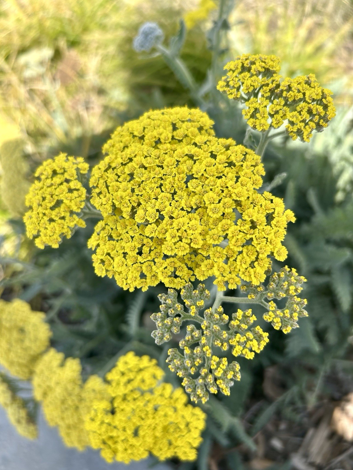 Moonshine Yarrow, Shield-Leaf Yarrow – 200 seeds 2026 – USA